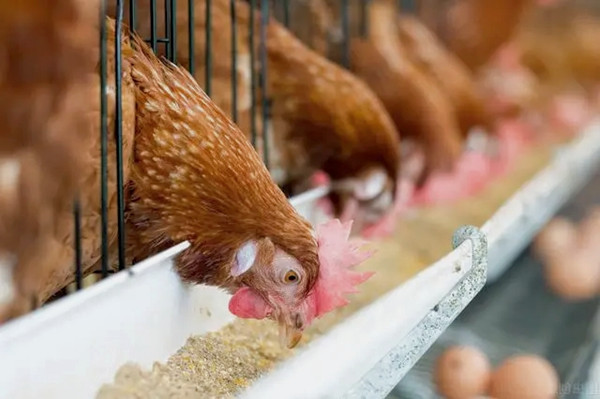 沸石粉用作飼料添加劑有什么優(yōu)點？-國投盛世