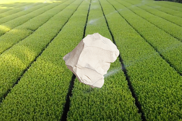 增產茶葉用天然沸石是否可行？-國投盛世