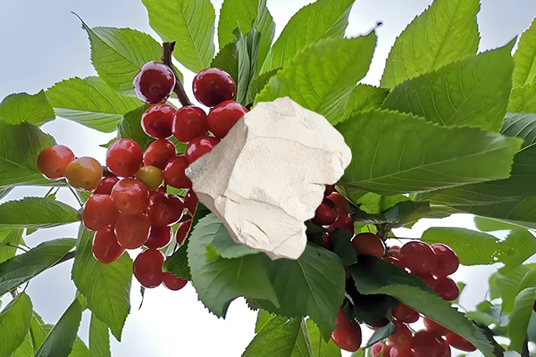 想為櫻桃增產用天然沸石怎么樣？-國投盛世