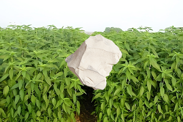 黃麻種植過程中添加沸石能否有效提升產量？-國投盛世