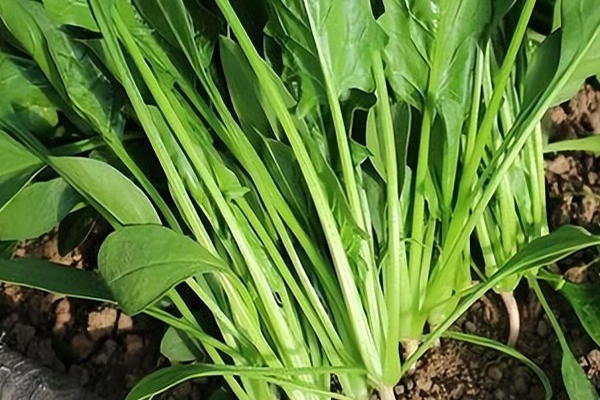 沸石能否對(duì)菠菜的種植進(jìn)行增產(chǎn)？-國(guó)投盛世