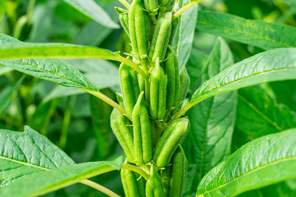 芝麻種植能否借助沸石提升品質(zhì)？