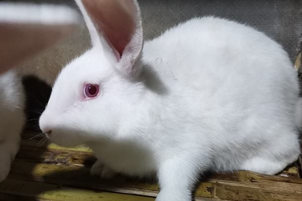 飼養家兔時可以使用沸石嗎？