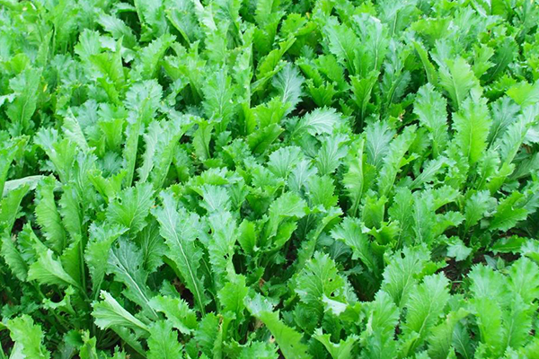種植雪里蕻時(shí)加入沸石能提升產(chǎn)量嗎？-國(guó)投盛世