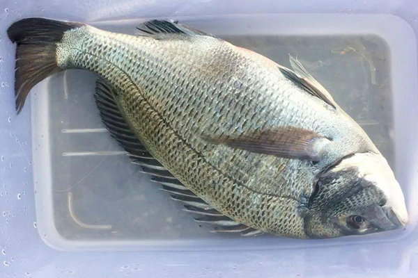 養殖鯛魚時為何沸石是不可或缺的助手?-國投盛世