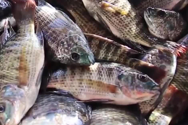 養(yǎng)羅非魚時(shí)加入沸石能帶來哪些好處？