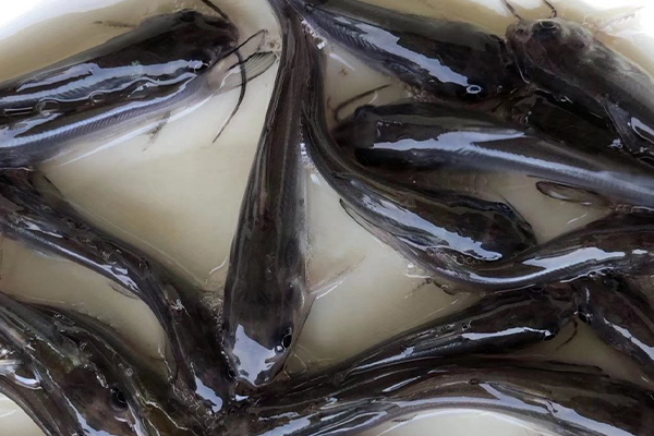 養鯰魚時加入沸石能帶來哪些好處？-國投盛世