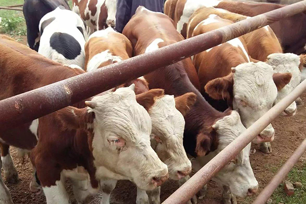 沸石能改善黃牛飼養(yǎng)環(huán)境嗎？-國投盛世