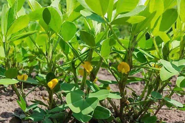 花生種植能否添加沸石？