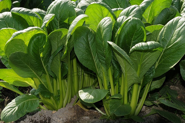 菠菜種植階段能使用沸石嗎？-國投盛世