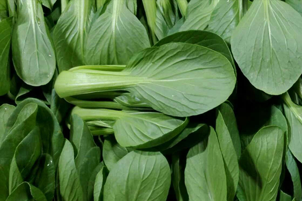種植小油菜使用沸石能增產嗎？-國投盛世