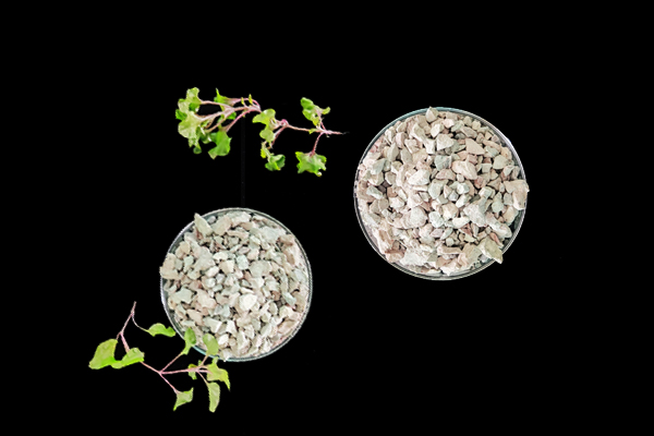 種植小油菜使用沸石能增產嗎？-國投盛世
