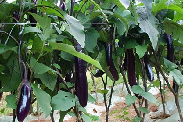 茄子想要增產，可以在種植時添加沸石！-國投盛世