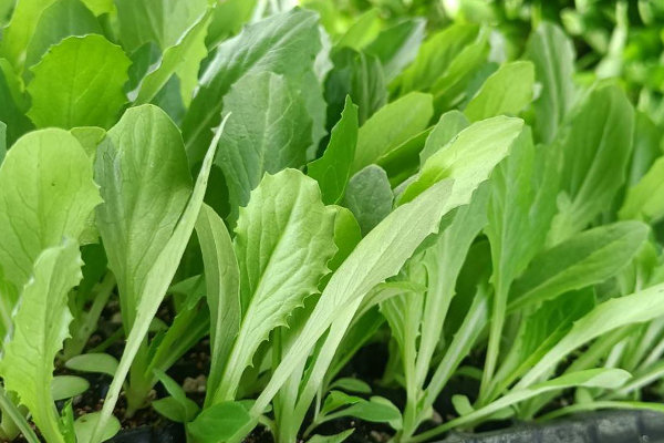油麥菜育苗和種植時使用沸石帶來哪些好處？-國投盛世
